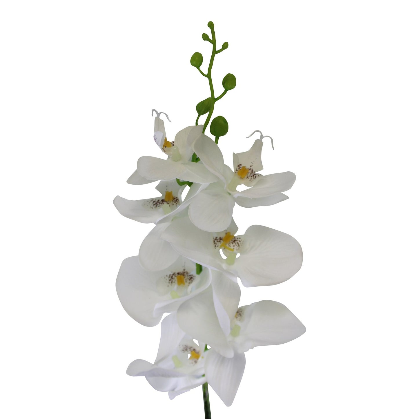 Single Orchid Spray, White Flowers, 85cm